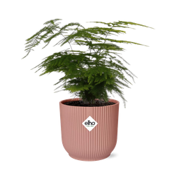 Asparagus Setaceus ‘Plumosus’ in ELHO Vibes Fold 14cm roze (21729)