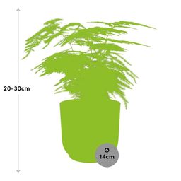 Asparagus Setaceus ‘Plumosus’ in ELHO Vibes Fold 14cm roze (21729)