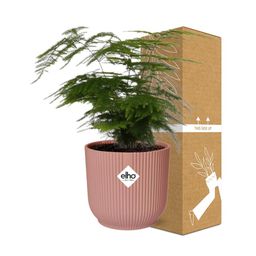 Asparagus Setaceus ‘Plumosus’ in ELHO Vibes Fold 14cm roze (21729)
