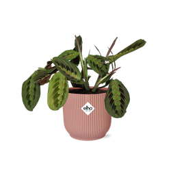 Maranta Leuconeura ‘Fascinator’ Tricolor in ELHO Vibes Fold 14cm roze (21719)