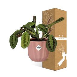 Maranta Leuconeura ‘Fascinator’ Tricolor in ELHO Vibes Fold 14cm roze (21719)