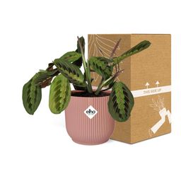 Maranta Leuconeura ‘Fascinator’ Tricolor in ELHO Vibes Fold 14cm roze (21719)