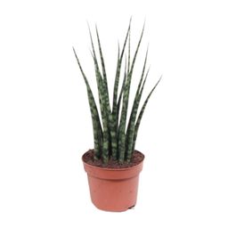 Sansevieria Fernwood Mikado (10179)