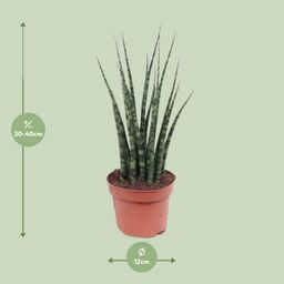 Sansevieria Fernwood Mikado (10179)