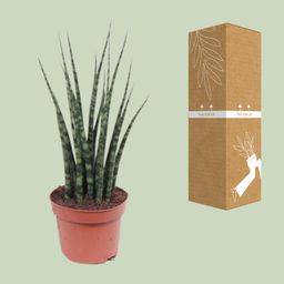 Sansevieria Fernwood Mikado (10179)