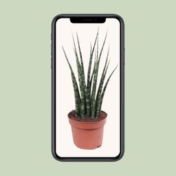 Sansevieria Fernwood Mikado (10179)