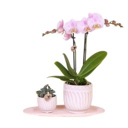 Gift set Granada roze | Groene plant met roze Phalaenopsis orchidee in Granada sierpotten op roze organisch dienblad (50953)