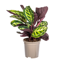 Calathea Roseopicta Ø17cm - ↕40 (4250308316679)