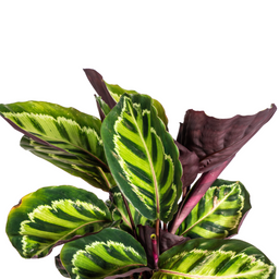 Calathea Roseopicta Ø17cm - ↕40 (4250308316679)