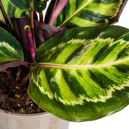 Calathea Roseopicta Ø17cm - ↕40 (4250308316679)