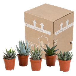 House of cactus Gasteria/Haworthia mix 5,5cm - zonder pot - 5x (8720387961092)