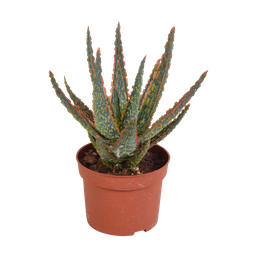 House of cactus Aloë zebrina Dannyz 10,5cm - zonder pot (8720387961535)