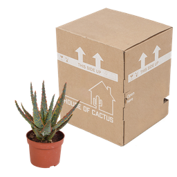 House of cactus Aloë zebrina Dannyz 10,5cm - zonder pot (8720387961535)
