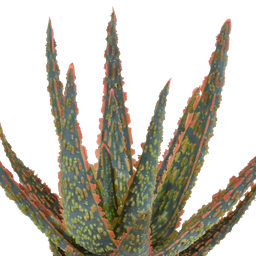 House of cactus Aloë zebrina Dannyz 10,5cm - zonder pot (8720387961535)