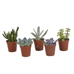 House of cactus Vetplanten mix 5.5 cm - 5x - zonder pot (8720387961054)