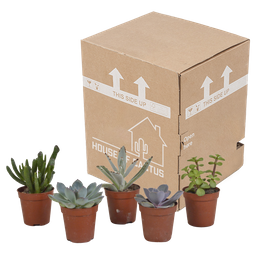 House of cactus Vetplanten mix 5.5 cm - 5x - zonder pot (8720387961054)
