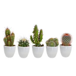 House of cactus Cactus mix 5.5 cm - 5x - in witte pot (8720618070104)
