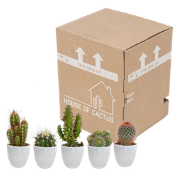 House of cactus Cactus mix 5.5 cm - 5x - in witte pot (8720618070104)