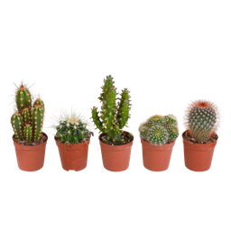 House of cactus Cactus mix 5.5 cm - 5x - zonder pot (8720387961009)