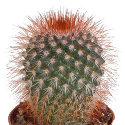 House of cactus Cactus mix 5.5 cm - 5x - zonder pot (8720387961009)