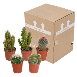 House of cactus Cactus mix 5.5 cm - 5x - zonder pot (8720387961009)