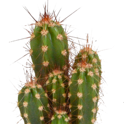 House of cactus Cactus mix 5.5 cm - 5x - zonder pot (8720387961009)