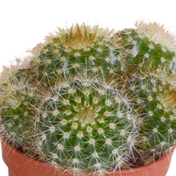House of cactus Cactus mix 5.5 cm - 5x - zonder pot (8720387961009)