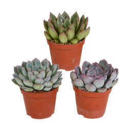 House of cactus Echeveria mix 8.5 cm - 3x - zonder pot (8720387961290)