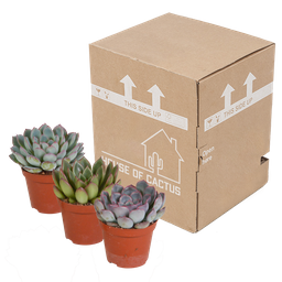 House of cactus Echeveria mix 8.5 cm - 3x - zonder pot (8720387961290)