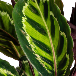Calathea Roseopicta Ø17cm - ↕40 (4250308316679)