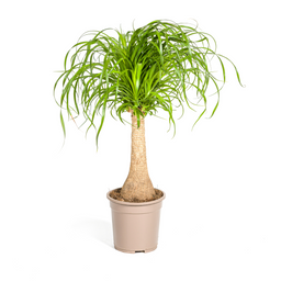 Beaucarnea Recurvata Stam Ø21cm - ↕60 (4250308312626)
