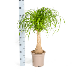Beaucarnea Recurvata Stam Ø21cm - ↕60 (4250308312626)