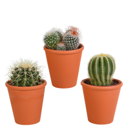 House of cactus Bolcactus mix 8,5 cm | 3 stuks - in terracotta pot (8720387961238)