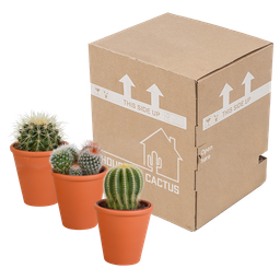 House of cactus Bolcactus mix 8,5 cm | 3 stuks - in terracotta pot (8720387961238)