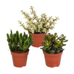 House of cactus Crassula mix 8.5 cm - zonder pot - 3x (8720387961252)
