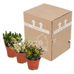 House of cactus Crassula mix 8.5 cm - zonder pot - 3x (8720387961252)