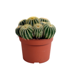 House of cactus Eriocactus warasii 12cm (8720387961627)
