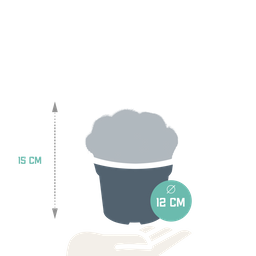 House of cactus Eriocactus warasii 12cm (8720387961627)