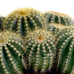 House of cactus Eriocactus warasii 12cm (8720387961627)