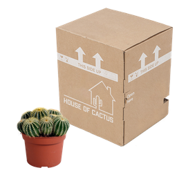 House of cactus Eriocactus warasii 12cm (8720387961627)