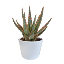 House of cactus Aloë zebrina Dannyz 10,5cm - in witte pot (8720618070265)