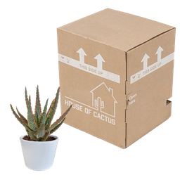 House of cactus Aloë zebrina Dannyz 10,5cm - in witte pot (8720618070265)