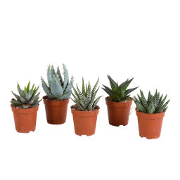 House of cactus Gasteria/Haworthia mix 5,5cm - zonder pot - 5x (8720387961092)