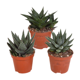 House of cactus Gasteria/Haworthia mix 8,5cm - 3x - zonder pot (8720387961337)