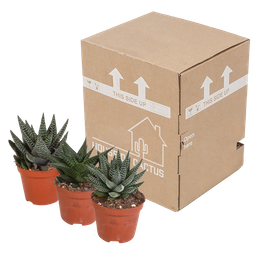 House of cactus Gasteria/Haworthia mix 8,5cm - 3x - zonder pot (8720387961337)