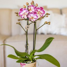 Roze paarse phalaenopsis orchidee | Bora Bora (7865885337121)