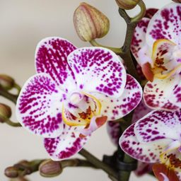 Roze paarse phalaenopsis orchidee | Bora Bora (7865885337121)