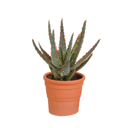 House of cactus Aloë zebrina Dannyz 10,5cm - in terracotta pot (8720387961559)