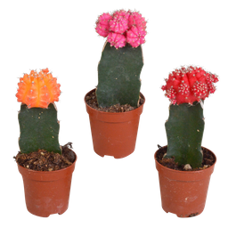 House of cactus Euphorbia meloformis variegata - Gymnocalycium mix - 5,5cm - 3x (8720387961047)