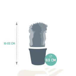 House of cactus Euphorbia meloformis variegata - Gymnocalycium mix - 5,5cm - 3x (8720387961047)